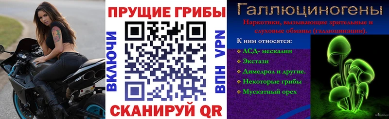 Купить  Буй  Галлюциногенные грибы Psilocybine cubensis 